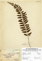 藏品(斜葉鐵角蕨)的圖片